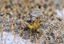 什么动物吃蟑螂