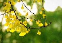 公孙树对应的植物名称