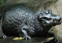 凯门鳄的天敌 附凯门鳄的生活习性