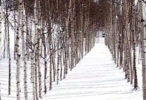 桦树为什么耐寒