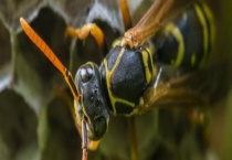 被马蜂蛰了怎么处理最简单 具体方法有哪些？