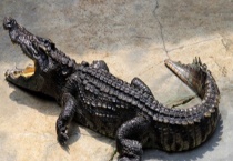 鳄鱼的过冬方式 附鳄鱼的生活习性