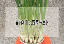 室内种什么蔬菜易生长