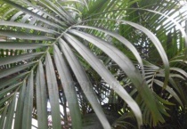 散尾葵叶子干枯能剪吗？