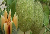 哈密瓜苦是怎么回事？附挑选多久？