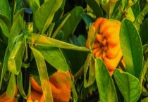 佛手的盆栽技术 佛手如何看叶治病