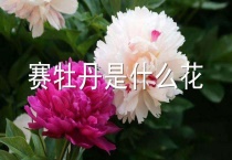 赛牡丹是什么花