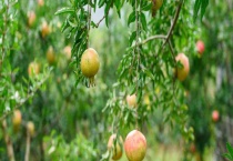 碱性土壤适合种植什么？