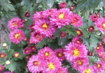 四季菊花是四季开花吗？