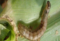 草地贪夜蛾防治方法 为什么蔓延的快