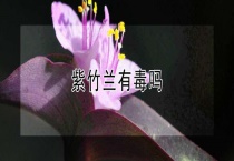 紫竹兰有毒吗？