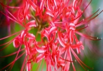 彼岸花和石蒜花的区别？