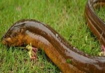 黄鳝痉挛病的防治技术 黄鳝痉挛症的症状