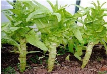 莴笋抽薹是什么原因？