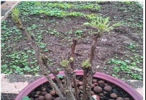 葡萄树枝能插活吗？