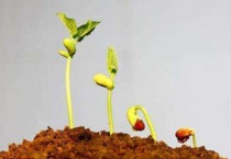 西瓜种子发芽温度