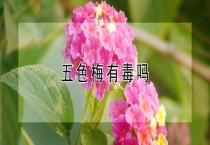 五色梅有毒吗？