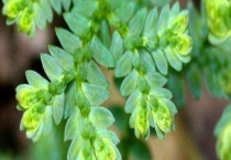 翠云草和珊瑚蕨的区别？