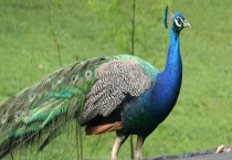 孔雀喜欢的食物有哪些 生存环境怎么样