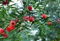 针叶树有哪些阔叶树有哪些？