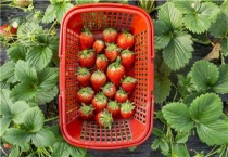 草莓子最简单催芽多久？