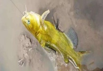 钓昂刺鱼用什么饵料 钓鱼昂刺鱼的技巧