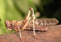 鸡鸭吃蝗虫吗？