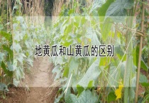 地黄瓜和山黄瓜的区别？