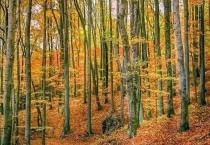 桦树是南方还是北方