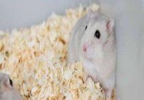 仓鼠吃什么 不能吃什么食物