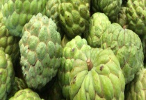 番荔枝促花使用多久？