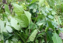 斑鸠豆腐叶是什么树