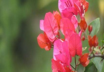 叶子花和三角梅的区别？