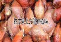 蛇皮果北方能种植吗？