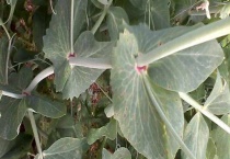 荷兰豆叶子皱卷曲怎么办？