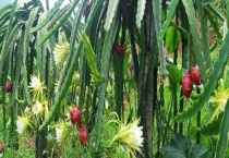 火龙果是什么植物的果实 附火龙果的产地和生长环境