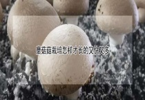 磨菇菇栽培怎样才长的又快又多