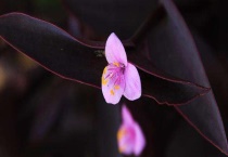 紫鸭趾草要摘心吗？