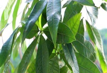 发财树冻伤的处理办法 为什么会冻伤