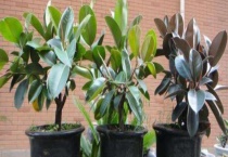 橡皮树有什么用 不仅可观赏还能净化空气