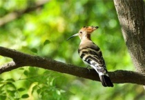 哪些鸟是益鸟捉害虫