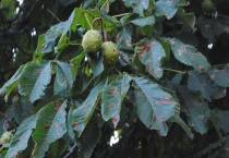 马栗是什么植物