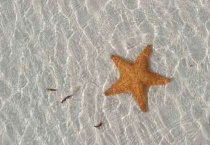 海星吃什么东西