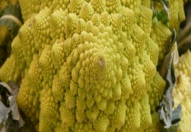 宝塔花菜是不是转基因食品 附宝塔花菜最佳种植时间