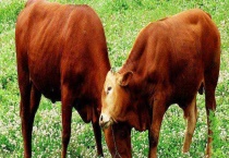 比较好的肉牛品种有哪些 不同品种各具特点