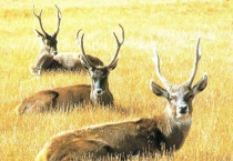 白唇鹿雌雄怎么辨别