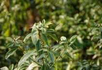 金丝楠木树怎么认