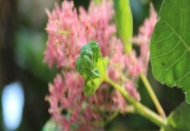 粉花决明与腊肠树区别？