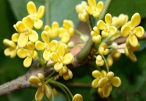 秋天开的花有哪些？