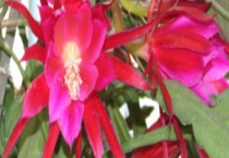 昙花和令箭荷花的区别？ 详情介绍